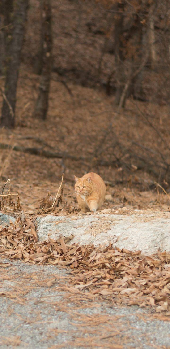 대낮부터 한 잔 걸친 고양이.gif | 인스티즈