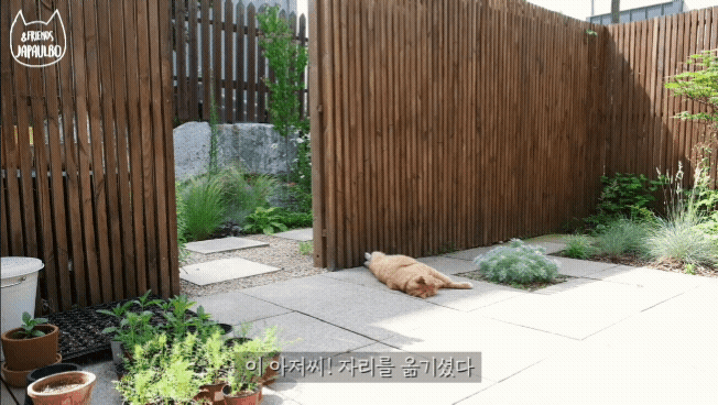 대낮부터 한 잔 걸친 고양이.gif | 인스티즈