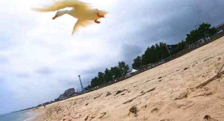 오리와 함께 바다에가면 생기는 일 | 인스티즈