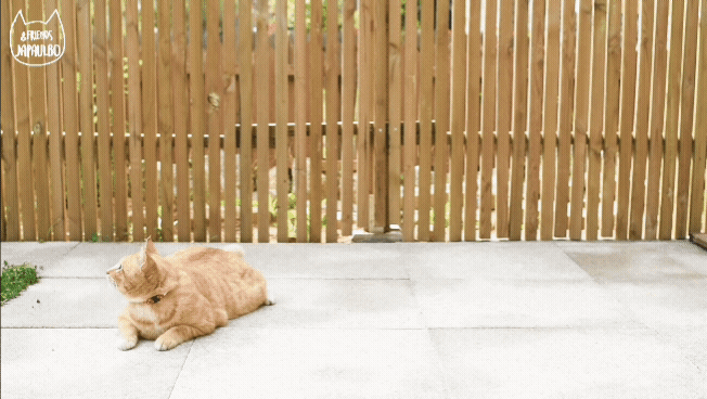 대낮부터 한 잔 걸친 고양이.gif | 인스티즈