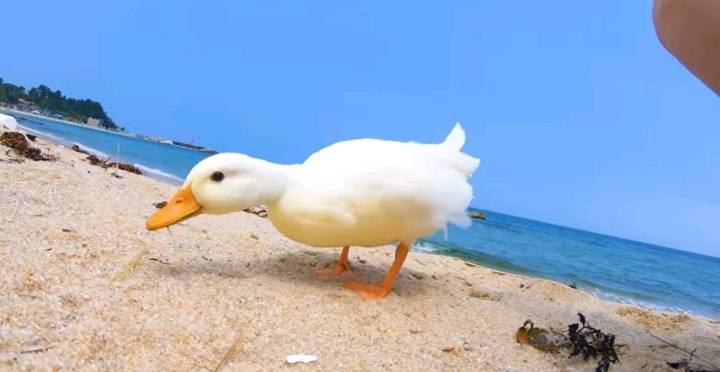 오리와 함께 바다에가면 생기는 일 | 인스티즈