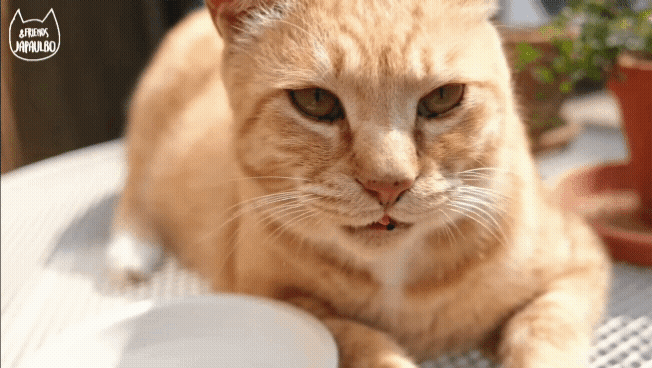 대낮부터 한 잔 걸친 고양이.gif | 인스티즈