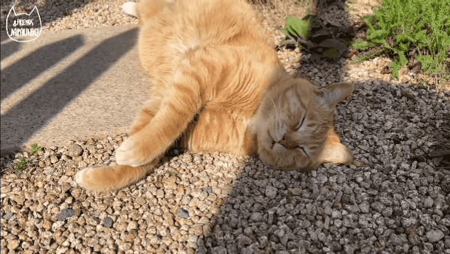 대낮부터 한 잔 걸친 고양이.gif | 인스티즈