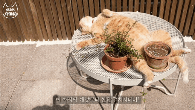 대낮부터 한 잔 걸친 고양이.gif | 인스티즈