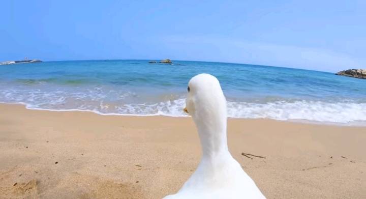 오리와 함께 바다에가면 생기는 일 | 인스티즈