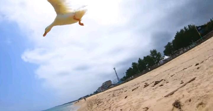 오리와 함께 바다에가면 생기는 일 | 인스티즈