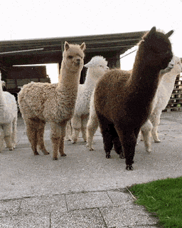 겁이 많은 알파카 gif | 인스티즈