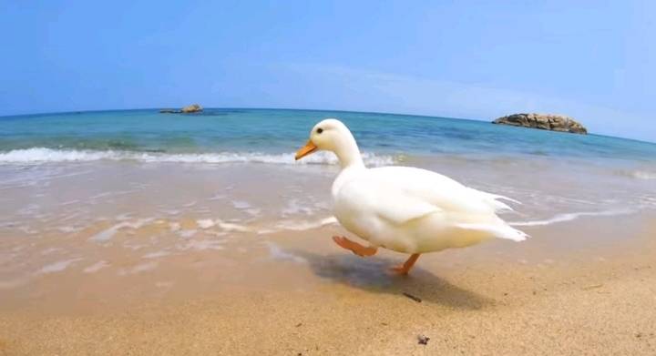 오리와 함께 바다에가면 생기는 일 | 인스티즈