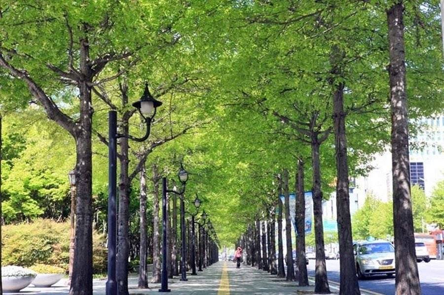 폭염도시로 유명한 대구를 그나마 살만하게 해준 정책.txt | 인스티즈