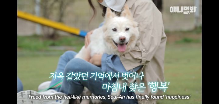 죽을것같은 우울증에 걸린 강아지 | 인스티즈