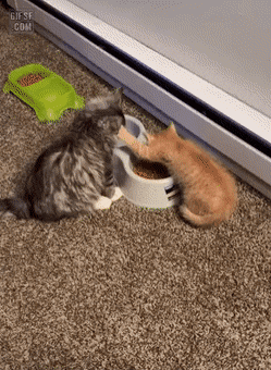 내가 먹어봤자 얼마나 먹는다고.gif | 인스티즈