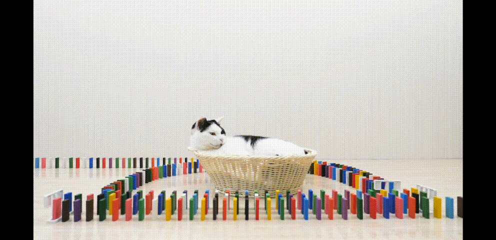 고양이와 도미노 | 인스티즈