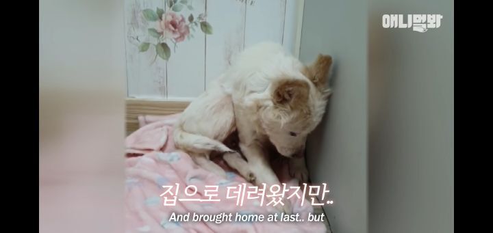 죽을것같은 우울증에 걸린 강아지 | 인스티즈