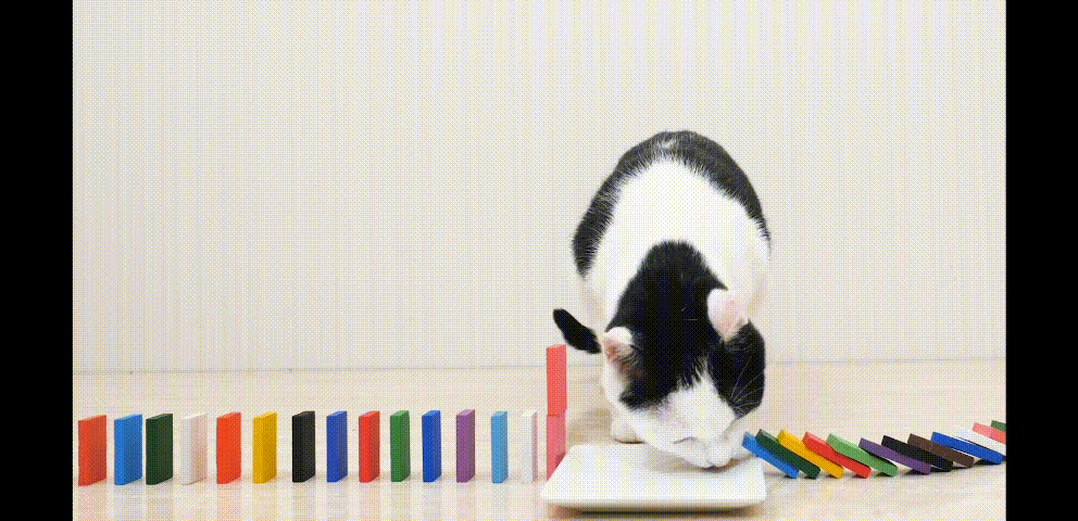 고양이와 도미노 | 인스티즈