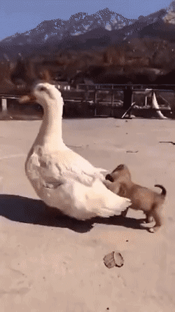 오리타는 강아지 | 인스티즈