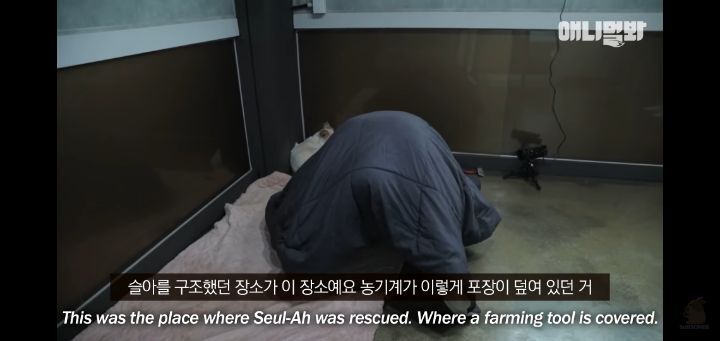 죽을것같은 우울증에 걸린 강아지 | 인스티즈