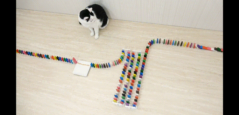 고양이와 도미노 | 인스티즈