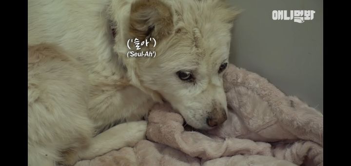 죽을것같은 우울증에 걸린 강아지 | 인스티즈