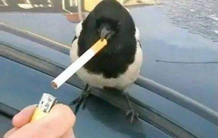 이 검은고양이 이상하게 생겼는데? | 인스티즈