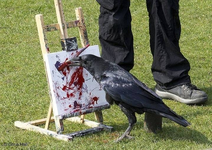 이 검은고양이 이상하게 생겼는데? | 인스티즈