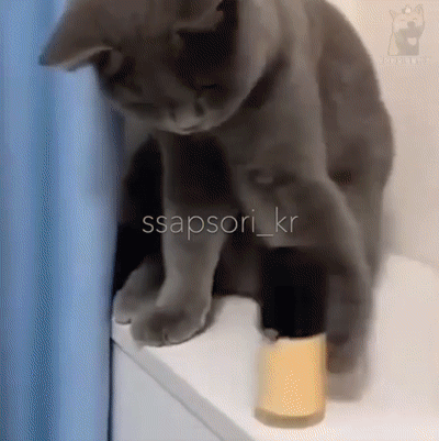 고양이 키우고 싶을때 보는 짤 | 인스티즈