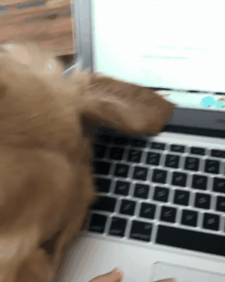 업무방해하는 인절미 | 인스티즈