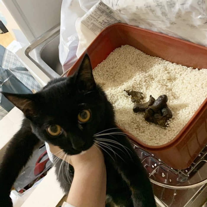 고양이 키우고 싶을때 보는 짤 | 인스티즈