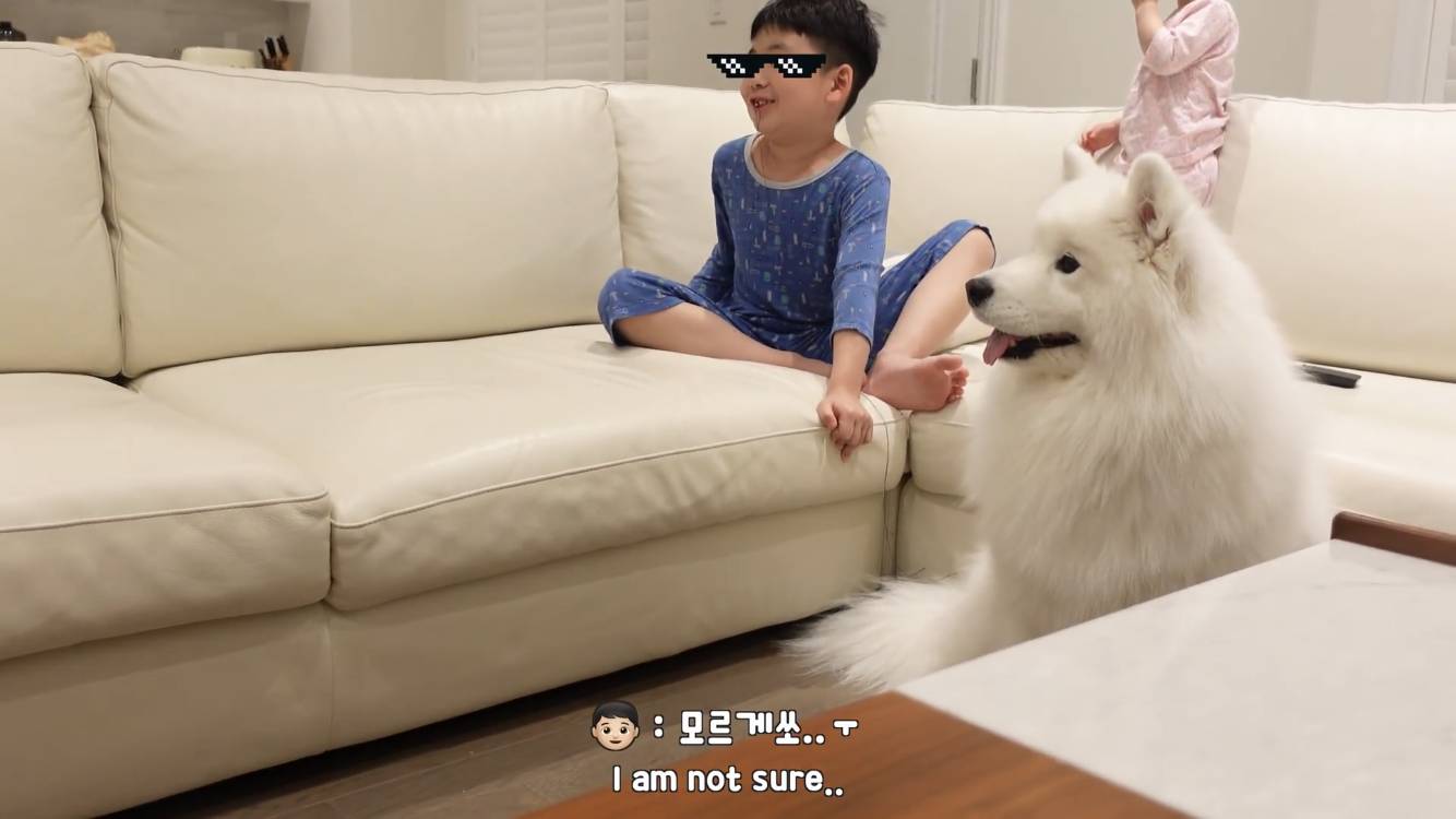 사모예드와 흔들리는 이 뽑는 법 | 인스티즈