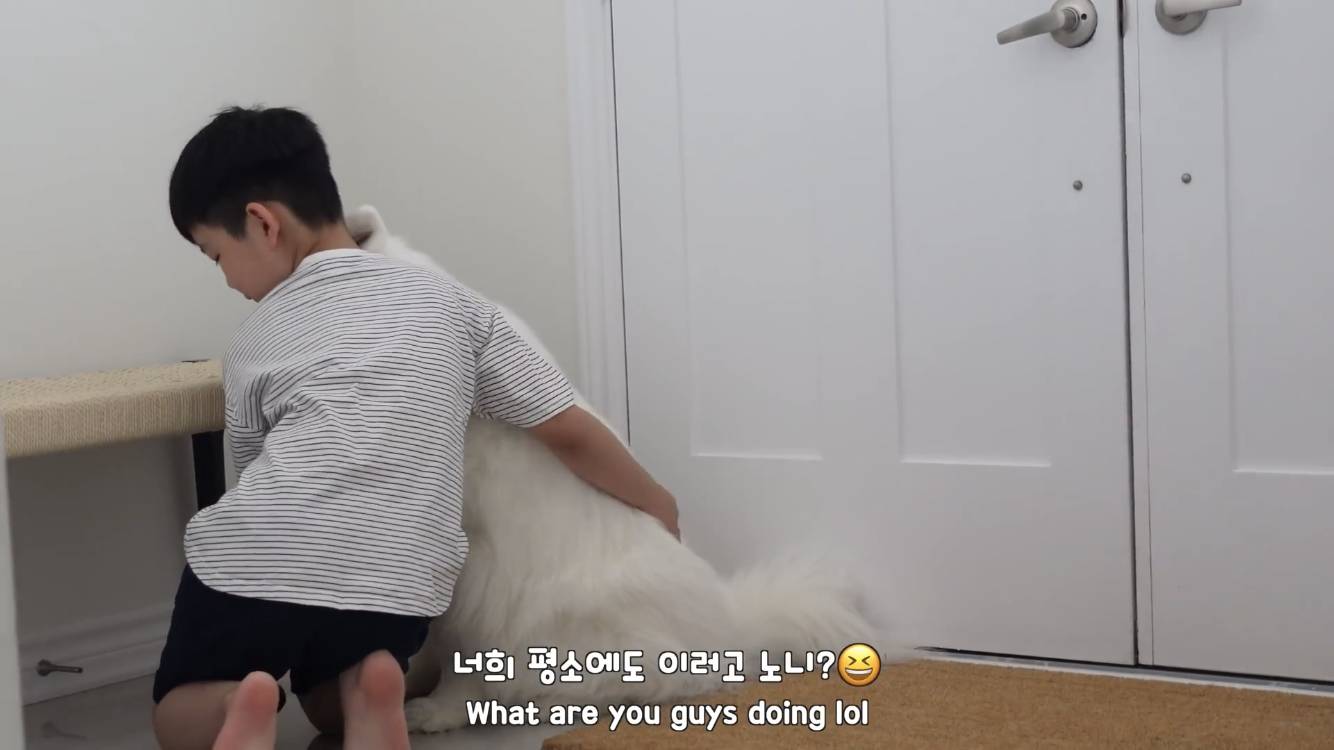 사모예드와 흔들리는 이 뽑는 법 | 인스티즈