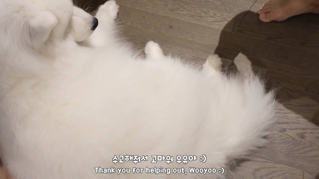 사모예드와 흔들리는 이 뽑는 법 | 인스티즈