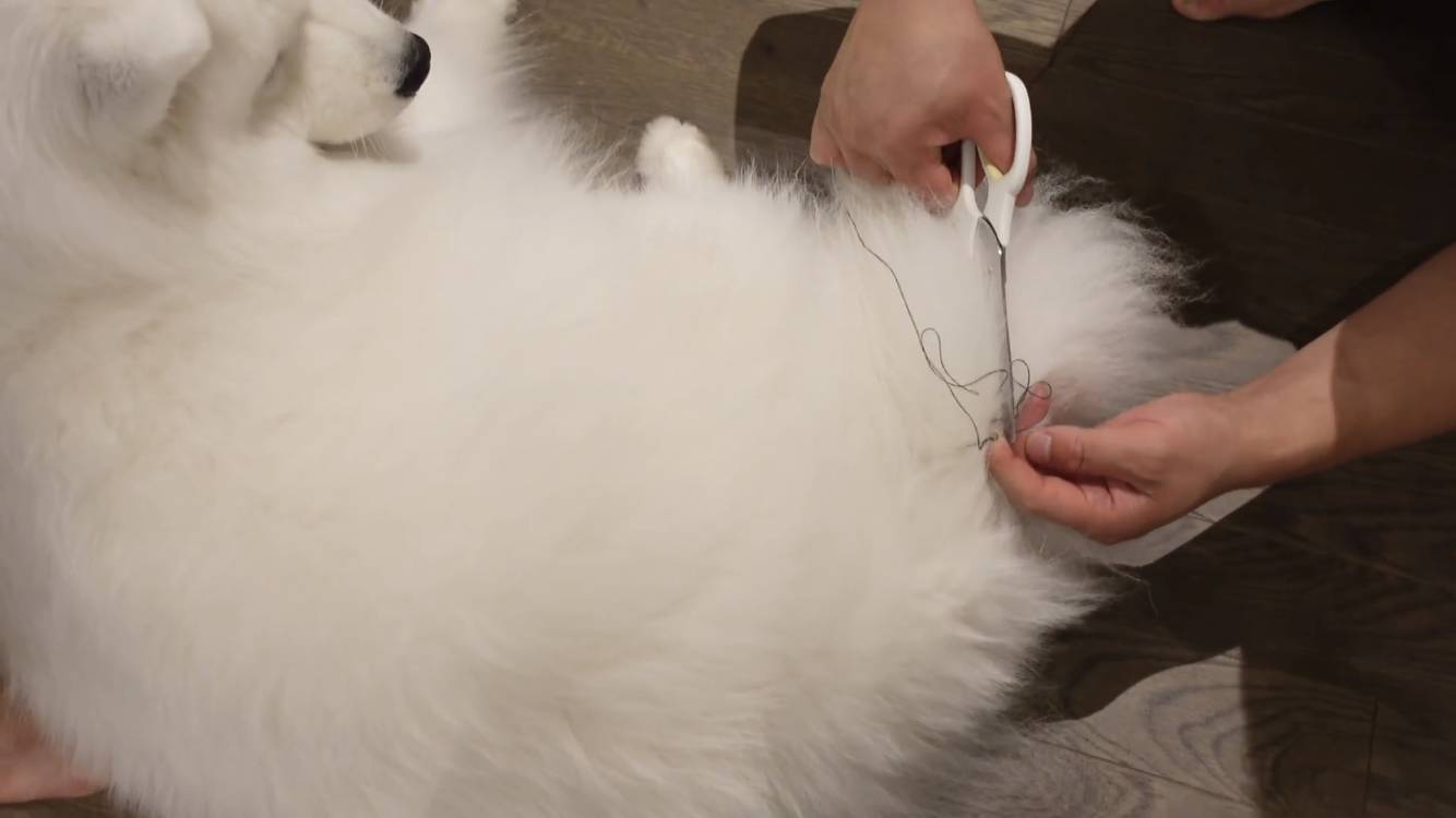 사모예드와 흔들리는 이 뽑는 법 | 인스티즈