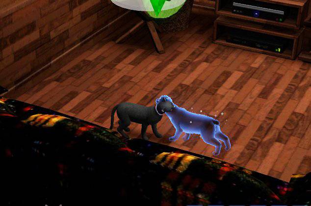 [심즈3] 죽은 고양이가 유령으로 찾아왔어요 | 인스티즈