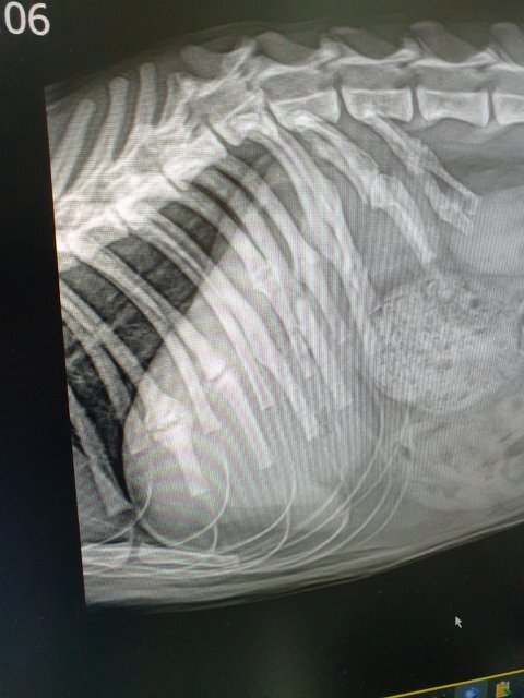경기도 광주에 사는 가정으로 입양 된 고양이 라떼가 갈비뼈가 다 부러지고 척추가 부러져 하반신 마비가 되어 돌아왔습니다 | 인스티즈
