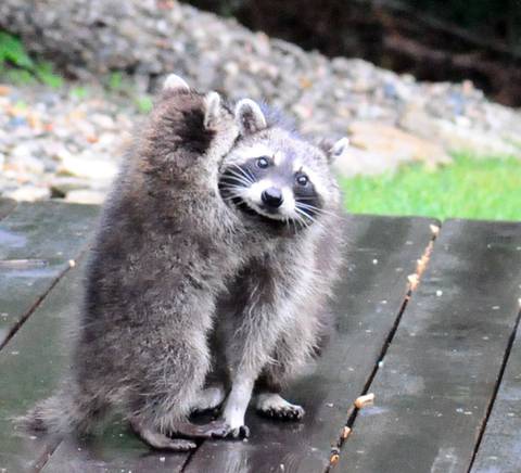 안아주는 거 좋아하는 라쿤들 | 인스티즈