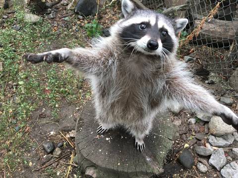 안아주는 거 좋아하는 라쿤들 | 인스티즈