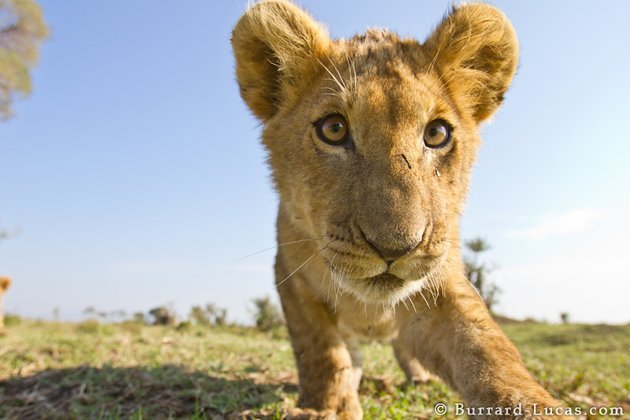 새끼 사자.jpg | 인스티즈