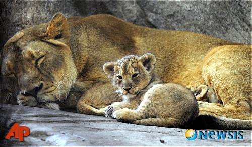 새끼 사자.jpg | 인스티즈