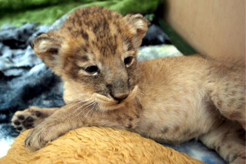 새끼 사자.jpg | 인스티즈