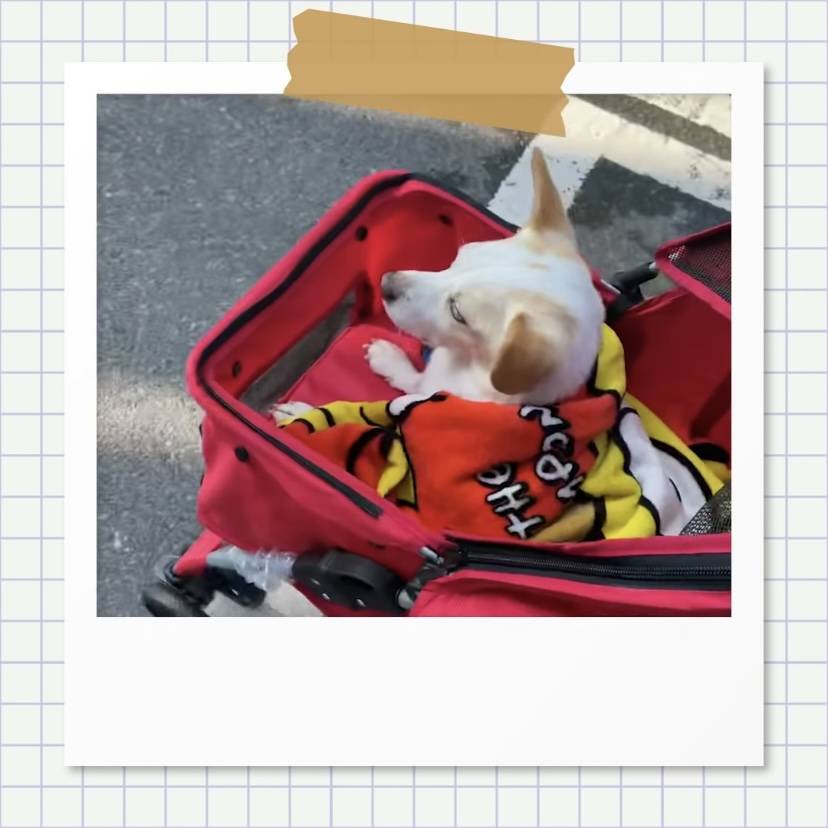 강아지별로 떠난 전 엑스원 이은상 반려견 웅이 | 인스티즈