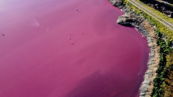 예쁜 분홍색으로 변한 아르헨 호수…'살균제' 지옥이었다 | 인스티즈