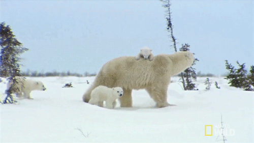 엄마껌딱지 새끼 북극곰.gif | 인스티즈