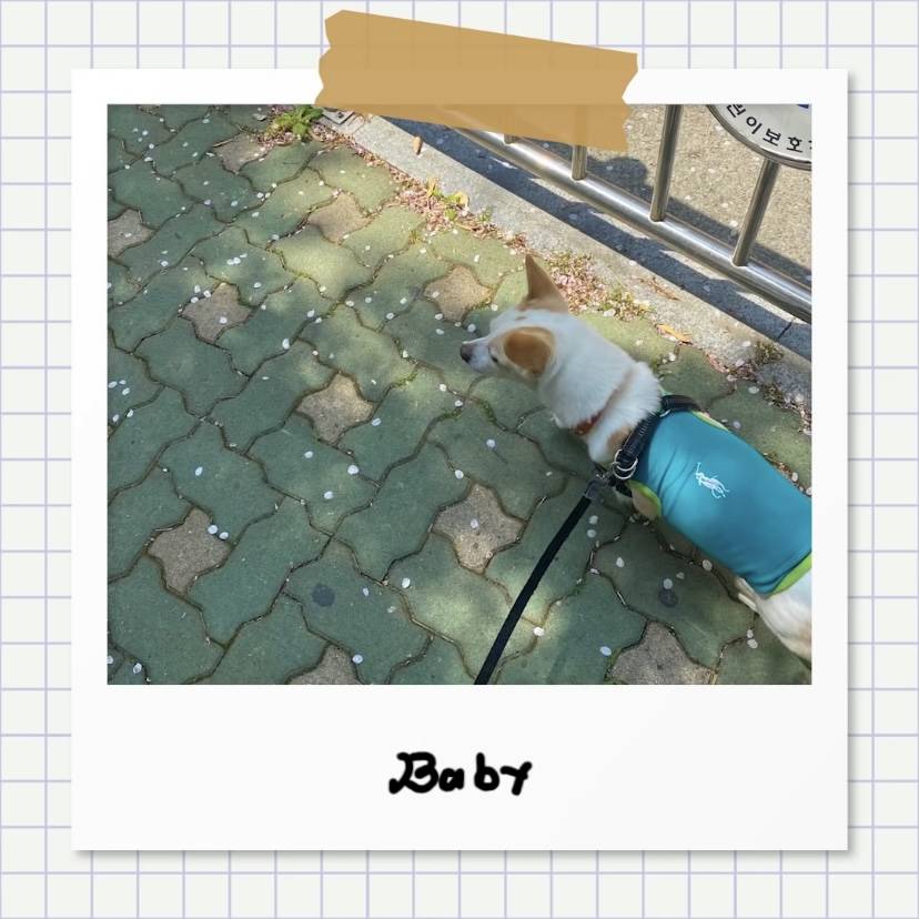 강아지별로 떠난 전 엑스원 이은상 반려견 웅이 | 인스티즈