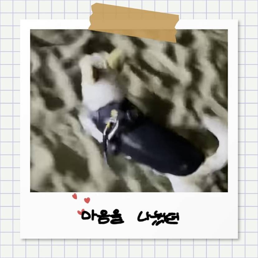 강아지별로 떠난 전 엑스원 이은상 반려견 웅이 | 인스티즈