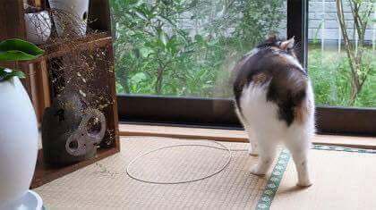 고양이 봉인하는 법 | 인스티즈