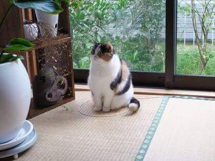 고양이 봉인하는 법 | 인스티즈