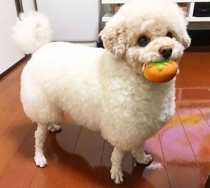 미용실 보냈는데 푸들이 실종되고 아기양으로 돌아왔습니다... | 인스티즈