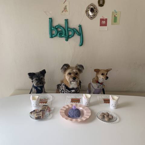 카페에서 강아지 생일파티 하는데 손님들이 | 인스티즈