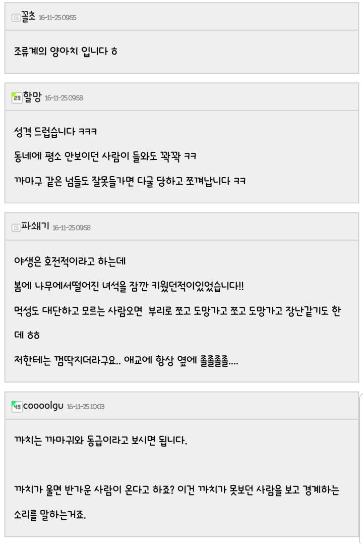 알고보면 난폭한 까치 | 인스티즈