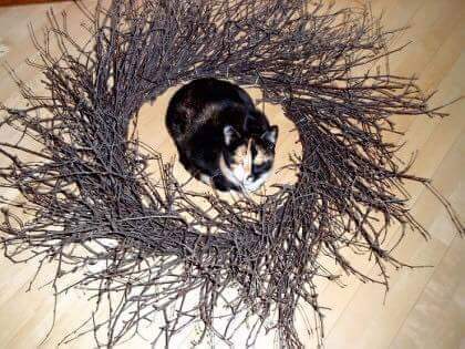 고양이 봉인하는 법 | 인스티즈