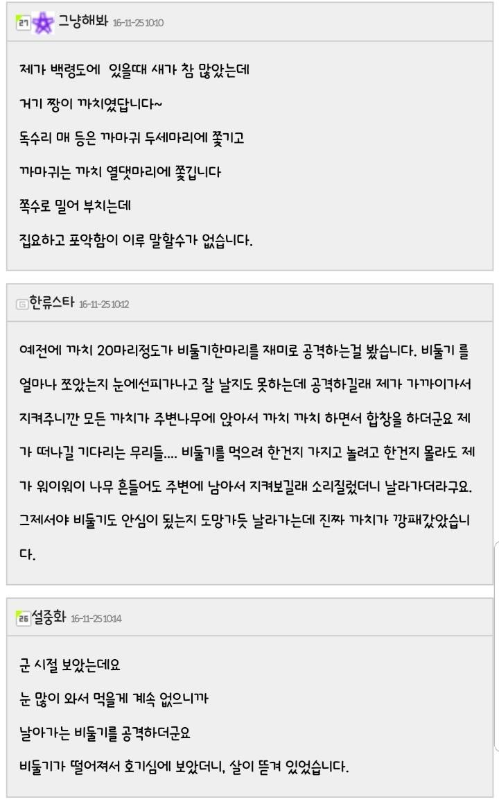 알고보면 난폭한 까치 | 인스티즈